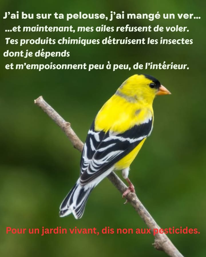 Le prix caché du gazon parfait 

Sous chaque pelouse dun vert éclatant se cache une réalité silencieuse : les pesticides et herbicides empoisonnent la vie quils prétendent protéger.
Ils sinfiltrent dans la terre, contaminent les eaux et atteignent les oiseaux, les insectes et bien dautres êtres vivants.
Ce que lon croit entretenir devient souvent une source de déséquilibre pour tout lécosystème.

 Préserver la nature, cest lui permettre de respirer librement. 

#JardinageÉcologique #ProtégeonsLaFaune #NatureSansChimie