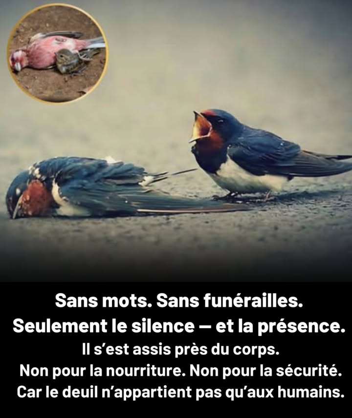 Deuil dans la nature : une présence silencieuse

 Les oiseaux veillent leurs compagnons tombés, sans chanter ni se nourrir
 Les éléphants reviennent toucher les os en silence
 Les corbeaux se rassemblent, immobiles auprès des leurs
 Même les petites créatures marquent une pause quand lun disparaît
 Pas de langage. Pas de rituels connus. Seulement la présence.

 La nature pleure en silence  sans mots, mais non sans sentiment.

#DeuilAnimal  #ÉmotionSauvage