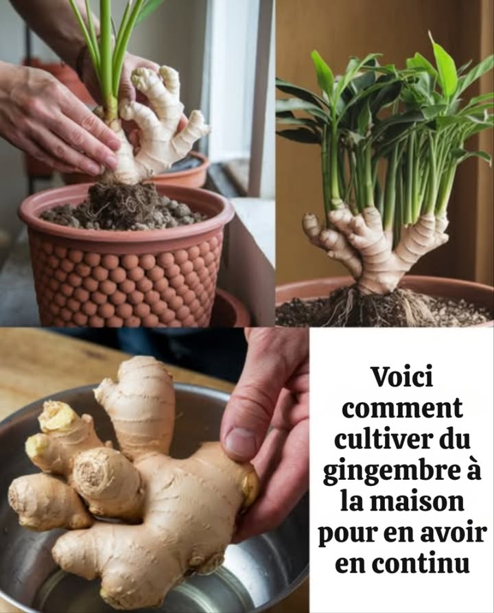 Faire pousser du gingembre à la maison : fraîcheur assurée toute lannée

Une méthode simple et naturelle pour ne jamais manquer de ce trésor aromatique !

華 1. Sélectionne les bons rhizomes
Choisis des morceaux bio avec plusieurs yeux points de croissance. Plus il y en a, mieux cest !

隣 2. Prépare le pot parfait
Utilise un pot profond avec un bon drainage.
 Mets des billes dargile au fond.
 Remplis de terreau léger mélangé à du sable de rivière.
 Plante les rhizomes à plat, en laissant quelques bouts visibles.

 3. Crée les bonnes conditions
Installe le pot dans un endroit chaud, lumineux mais sans soleil direct.
 Garde la terre humide mais sans excès.
 Arrose modérément jusquà lenracinement.

 4. Préviens les nuisibles
 Aère bien les plantes en extérieur.
 Contre les cochenilles farineuses, tamponne-les avec du coton imbibé dalcool.

 5. Récolte et multiplie
 Récolte après 910 mois pour un gingembre bien mûr.
 Pour un goût plus citronné : récolte après 6 mois.
 Quand les tiges sèchent, cest le bon moment.
 Divise les rhizomes récoltés pour relancer une nouvelle culture.

 Résultat : un approvisionnement continu en gingembre maison, sain et savoureux !