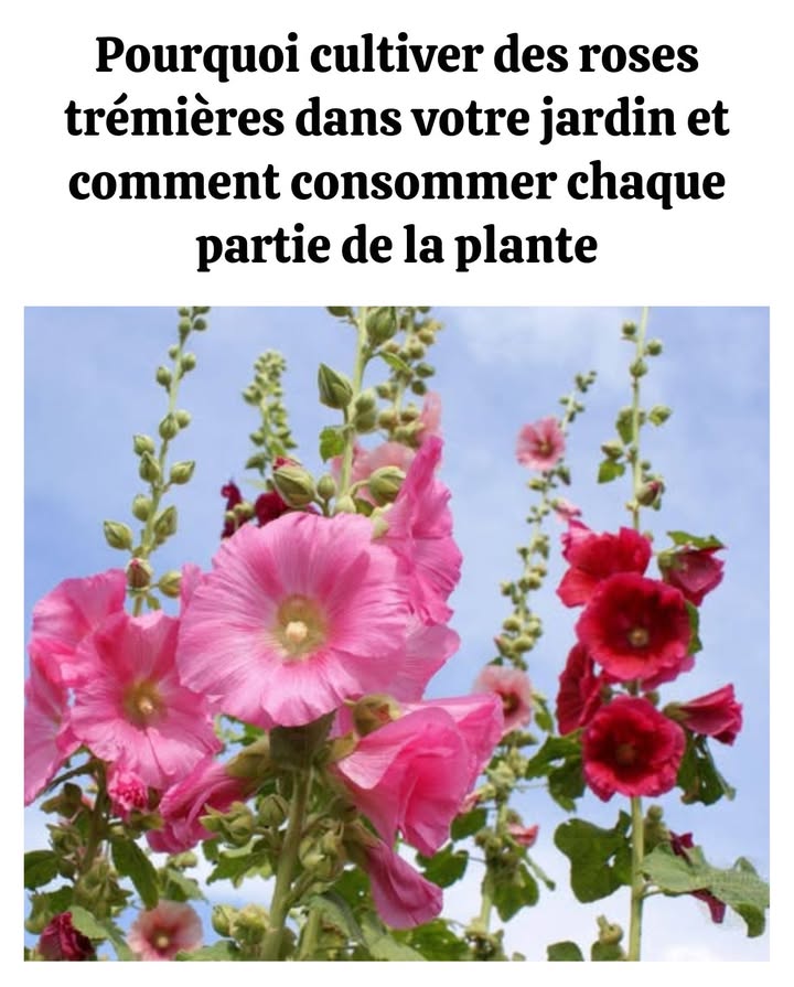 Rose trémière : une beauté et comestible ! 

 Pourquoi la cultiver
 Fleurs spectaculaires jusquà 2,5 m de haut, parfaites en arrière-plan
 Facile dentretien & résistante à la sécheresse
 Attire abeilles, papillons & colibris
 Idéale comme brise-vue naturel

綾 Usages médicinaux & culinaires
 Fleurs  en salade, en pâtisserie ou en infusion
 Feuilles  utilisées comme des épinards ou pour envelopper des farces
柳 Racines  épaississant naturel & tisane apaisante
 Graines  grillées ou réduites en farine

 Conseils de culture
 Exposition plein soleil, sol bien drainé
 Arroser régulièrement jusquà lenracinement
 Surveiller la rouille ; contre les pucerons, utiliser de lhuile de neem
 Planter près de clôtures ou murs pour plus de stabilité

Une plante utile, savoureuse et pleine de charme pour illuminer le jardin.