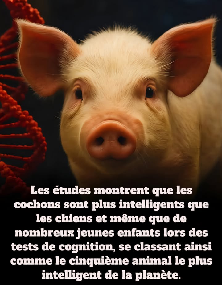 Les cochons, un trésor dintelligence méconnu

Des recherches de lUniversité dEmory placent les cochons parmi les cinq animaux les plus intelligents du monde, devant les chiens et même certains jeunes enfants en capacités cognitives.

Ils démontrent une mémoire à long terme remarquable, des aptitudes en navigation spatiale, en reconnaissance dobjets et en résolution de problèmes. Des expériences montrent quils comprennent rapidement le principe du miroir, une faculté que les enfants humains acquièrent seulement après plusieurs années.

Les études révèlent aussi que les cochons ressentent une vaste gamme démotions et manifestent de lempathie, preuve dune intelligence émotionnelle rarement attribuée aux animaux délevage.

Ces avancées scientifiques rapprochent les cochons despèces reconnues pour leur intelligence, telles que les chimpanzés et les dauphins, confirmant leur statut de créatures sophistiquées et socialement complexes au sein du règne animal.