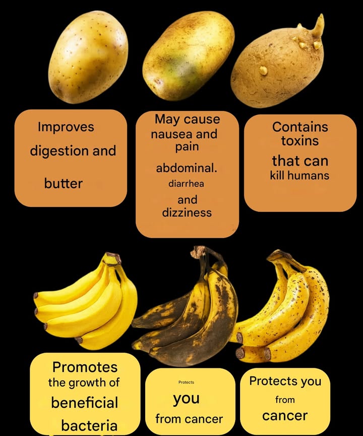 凜 Health Benefits and Risks of Potatoes and Bananas 凜

Fresh, non-sprouted potatoes are beneficial: they support digestion and help eliminate toxins from the body.

Green or sprouted potatoes contain toxic compounds that may cause nausea, vomiting, and stomach pain.

Severely damaged or overly sprouted potatoes are harmful: they contain two types of toxins that can be very dangerous to human health.

Yellow bananas are great for energy and promote the growth of healthy gut bacteria.

Ripe bananas with black spots are rich in antioxidants and may help protect against certain cancers.

Very ripe bananas are an excellent energy source for athletes and help strengthen the immune system.