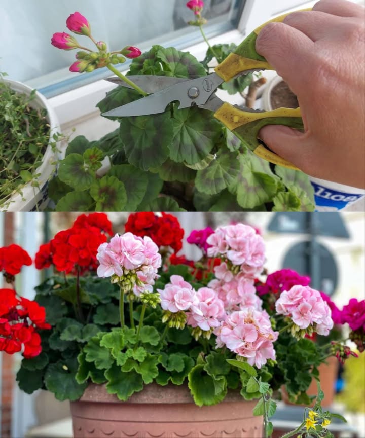 Géraniums en floraison continue : le geste magique à faire chaque mois

 1. Emplacement idéal
Placez les géraniums dans un endroit bien ventilé avec une lumière solaire indirecte pour éviter les brûlures.

 2. Arrosage équilibré
Arrosez 4 à 5 fois par semaine sans excès : le sol doit rester humide mais jamais détrempé.

 3. Taille douce mais régulière
Éliminez les feuilles sèches et les parties abîmées. Ne taillez pas trop pour préserver la vigueur de la plante.

 4. Eau enrichie à la banane
Faites tremper une banane coupée dans de leau pendant 2 jours. Filtrez, puis utilisez cette eau riche pour arroser vos géraniums.

 5. Répétition mensuelle
Arrosez avec cette eau une fois par mois pour stimuler une floraison abondante et continue.

 Des géraniums nourris naturellement pour un balcon éclatant toute la saison.
