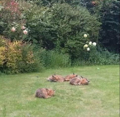 Ce matin jouvre les rebords de fenêtre pour trouver ça dans le jardin… 力
