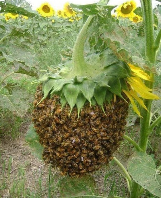 Les petites abeilles que lon aperçoit le soir, immobiles sur les fleurs, sont souvent les plus âgées 
Trop faibles pour regagner la ruche, elles choisissent de passer la nuit dehors.
Si elles survivent à laube, elles repartent butiner une dernière fois, jusquà leur dernier souffle.
Elles ne meurent jamais dans la ruche, pour ne pas en alourdir la charge.
Un ultime acte de service, discret et noble.

 Créer un abreuvoir pour abeilles  geste simple et bienveillant

直 Matériel :
 Petits cailloux, billes ou galets
 Coupelle peu profonde
 Eau propre

 Installation :
 Choisir un endroit ensoleillé et à labri du vent
 Remplir la coupelle deau
 Ajouter les cailloux pour créer des points dappui sûrs
 Placer à proximité des fleurs fréquentées

什 Entretien :
 Changer leau régulièrement, surtout en été
 Nettoyer la coupelle pour éviter les algues
 Rincer soigneusement les pierres si elles deviennent glissantes

 Un geste doux pour leur offrir une pause sûre et les remercier silencieusement pour leur dévouement à la vie.