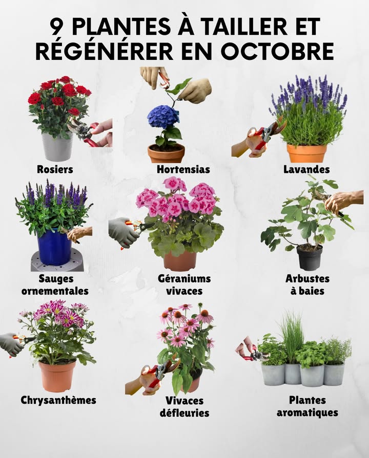 9 Plantes à tailler et régénérer en octobre
1. Rosiers  Supprimer les fleurs fanées et branches abîmées pour préparer la floraison du printemps.
2. Hortensias  Enlever les tiges sèches et raccourcir légèrement pour stimuler la reprise.
3. Lavandes  Tailler après floraison pour garder une forme compacte et éviter le bois sec.
4. Sauges ornementales  Rajeunir la touffe en coupant les parties défleuries.
5. Géraniums vivaces  Rabattre pour encourager de nouvelles pousses au printemps.
6. Arbustes à baies groseilliers, cassissiers  Éclaircir pour favoriser la fructification future.
7. Chrysanthèmes  Retirer les fleurs passées pour prolonger la floraison dautomne.
8. Vivaces défleuries échinacées, rudbeckias  Nettoyer pour régénérer la touffe et limiter les maladies.
9. Plantes aromatiques thym, origan, sarriette  Une taille légère favorise le renouvellement et conserve la forme.
 En octobre, la taille légère et le nettoyage permettent aux plantes de se régénérer avant lhiver et de repartir vigoureuses au printemps.