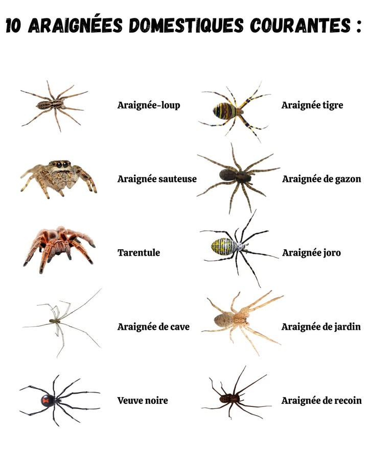 Différents types daraignées peuvent cohabiter dans la maison

 10 araignées domestiques courantes :
 Araignée-loup
 Araignée tigre
 Veuve noire 
 Araignée joro
 Araignée sauteuse
 Araignée de gazon
 Tarentule
 Araignée de cave
 Araignée de jardin
 Araignée de recoin 

 Certaines sont inoffensives, dautres nécessitent de la prudence

#Araignées #MaisonSûre #CuriositésNaturelles