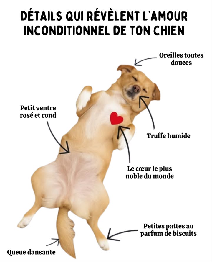 Les petits gestes qui révèlent lamour inconditionnel de ton chien 

Chaque détail de ton compagnon à quatre pattes raconte une histoire de tendresse et de loyauté :
des oreilles douces toujours à lécoute,
un petit nez humide curieux du monde,
un ventre rond et rosé qui appelle les caresses,
une queue dansante pleine de joie,
des pattes au parfum unique,
et surtout, un cœur pur qui bat dun amour sans conditions.

Un hommage à cette présence sincère et fidèle qui illumine nos journées.