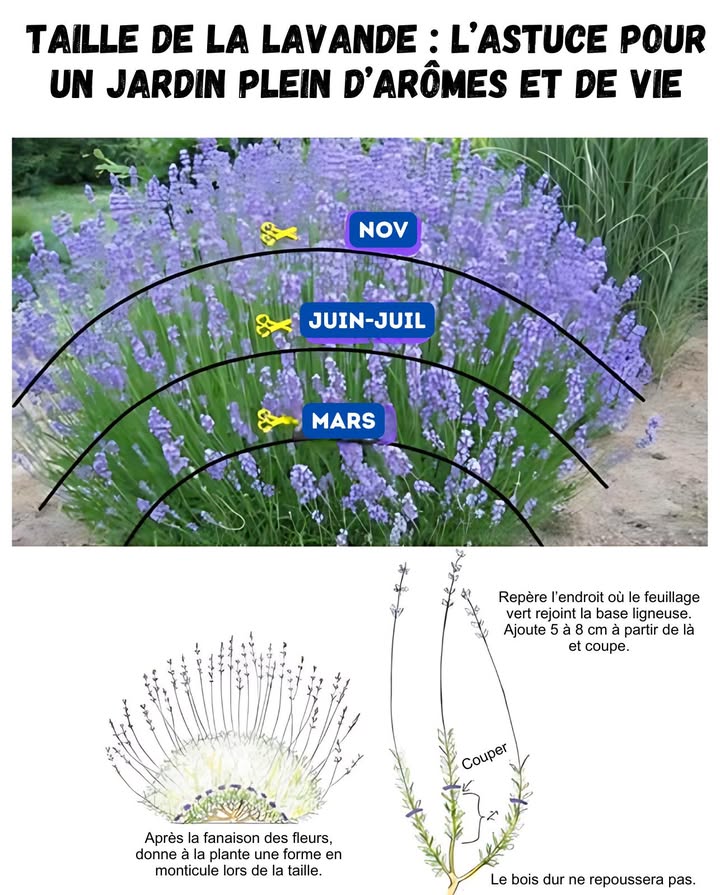 Taille de la lavande : lastuce pour un jardin plein darômes et de vie 

La lavande nembellit pas seulement, elle transforme le jardin avec son parfum unique. Pour quelle reste dense, saine et pleine de fleurs, le secret réside dans le bon moment et la bonne méthode de taille.

 Deux moments clés pour tailler
 Printemps mars-avril : supprimer les branches sèches ou abîmées par le froid. Couper jusquà 1/3 de la hauteur sans toucher la partie ligneuse.
 Après la floraison juin-juillet : faire une taille plus profonde juste au-dessus du feuillage vert pour stimuler une seconde floraison.

 Bonnes pratiques de taille
 Utiliser des ciseaux propres et bien affûtés
 Ne jamais couper la tige ligneuse : elle ne repoussera pas
 Donner une forme arrondie pour garder un port compact
 Retirer régulièrement les fleurs fanées pour prolonger la floraison

 Conseils pour une lavande épanouie
 Planter en sol bien drainé et en plein soleil
 Arroser peu : la lavande préfère la sécheresse
 En hiver, protéger du froid avec un paillis
 Peu dengrais : elle aime les sols pauvres

 Avec ces soins, la lavande devient la reine du jardin : belle, parfumée et fleurie plus longtemps

#TailleLavande #JardinAromatique #CiseauxDeJardin