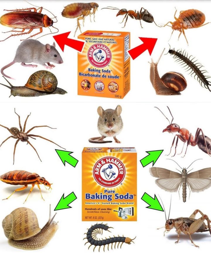 How to Use Baking Soda to Get Rid of Pests 聯
1. Cockroaches 荒

Mix baking soda with sugar equal parts. The sugar attracts the roaches, and the baking soda kills them.

Sprinkle the mixture in areas where youve seen cockroaches e.g., behind appliances, along baseboards.

2. Fleas 裂

Mix baking soda with salt and lightly dust it over your carpets or pet bedding.

Let it sit for a few hours before vacuuming. The baking soda dries out the fleas and their eggs!

3. Ants 

Combine baking soda with powdered sugar and sprinkle it near ant trails. The sugar lures the ants, and the baking soda disrupts their digestive system, killing them.

4. Moths 曆

Place an open box of baking soda in areas where moths are common closets, cupboards. It absorbs odors and helps keep pests away.

5. Mice/Rats 

Mix baking soda with flour and place it near mouse droppings or holes. Mice will ingest the mixture, and it will expand in their stomachs, killing them.

6. Spiders 

Make a baking soda and water solution and spray it in corners, cracks, and behind furniture. The alkalinity of baking soda helps deter spiders from entering your space.

7. Snails and Centipedes 

Sprinkle baking soda directly on snails, slugs, and centipedes to dry them out and kill them. Apply it in areas where these pests are a problem.

Bonus Tip:

Baking soda is safe for pets and kids, so its an eco-friendly way to protect your home from pests without using harsh chemicals. 

Baking soda is a simple yet powerful tool for tackling a wide range of household pests. Say goodbye to creepy crawlers and hello to a clean, pest-free home!