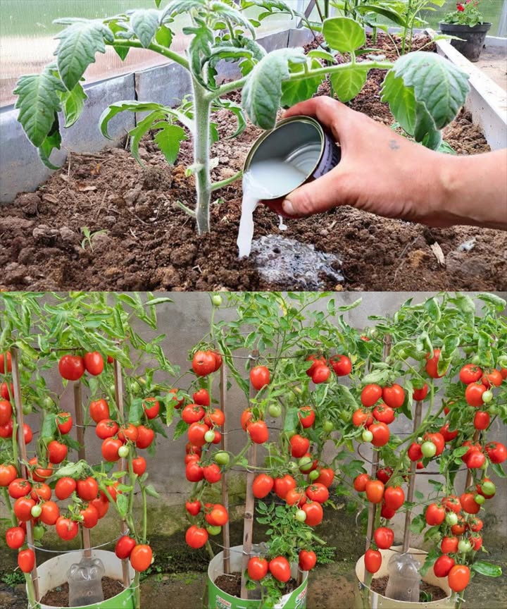 Booster naturel pour vos plantes : la levure boulangère révèle tout son potentiel au jardin

1 Diluer la levure
Mélangez 1 c. à s. de levure sèche dans 1 L deau tiède.

2 Ajouter du sucre
Ajoutez 1 c. à c. de sucre pour activer la fermentation.

3 Laisser mousser
Laissez reposer 30 min jusquà obtention dune mousse légère.

4 Arroser au pied des plantes
Versez doucement autour des racines pour stimuler la croissance.

5 Complément minéral
Ajoutez des coquilles dœuf broyées ou de la cendre de bois pour enrichir en calcium et potassium.

6 À utiliser avec modération
Une application par mois suffit pour éviter les déséquilibres du sol.

7 Surveillez lévolution
Observez vos plantes et ajustez si nécessaire : elles vous le rendront en verdure et vigueur