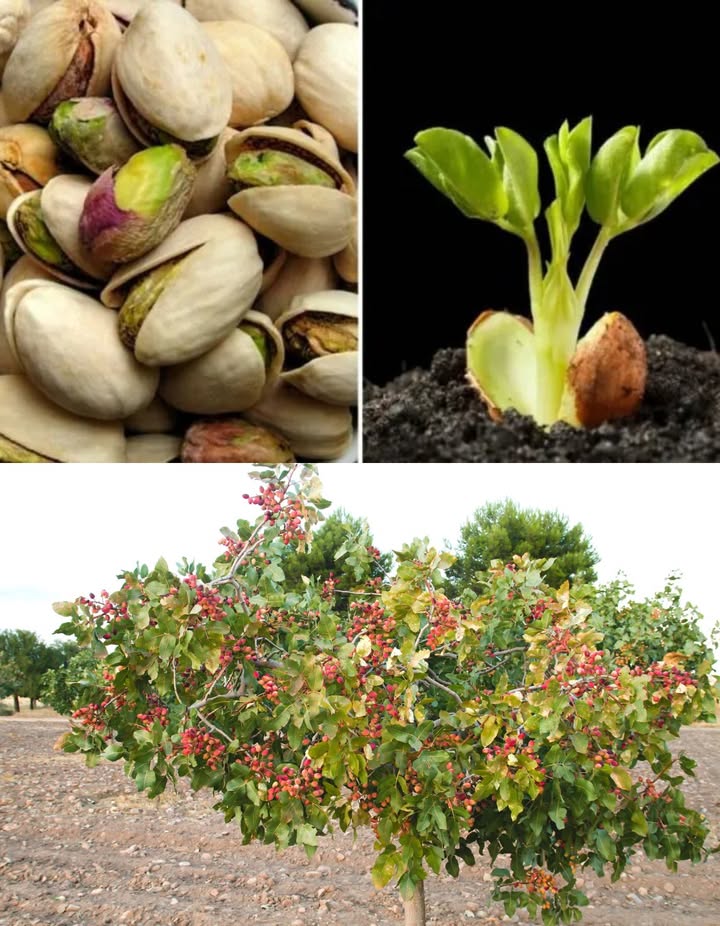 Cultiver un pistachier à partir de pistaches du commerce 

1 Choisir les graines  Utiliser uniquement des pistaches crues et non salées.
2 Test de vitalité  Faire tremper 24 h dans leau, garder celles qui coulent.
3 Stratification  Placer les graines dans un sac avec du sable humide, au réfrigérateur pendant 8 semaines pour simuler lhiver.
4 Semis  Enterrer à 1 cm de profondeur dans un substrat léger et bien drainé. Garder dans un endroit chaud et ensoleillé.
5 Germination  Maintenir le sol humide pas détrempé. La levée peut durer plusieurs semaines ou mois.
6 Transplantation  Repiquer quand les jeunes plants atteignent quelques centimètres et possèdent plusieurs feuilles.
7 Soins  Plein soleil, arrosages profonds mais espacés, sol drainant indispensable.
8 Patience  Le pistachier met 7 à 10 ans avant de produire. Nécessite des arbres mâles et femelles pour fructifier.

 Avec soin et persévérance, votre pistachier offrira un jour ses précieuses récoltes.