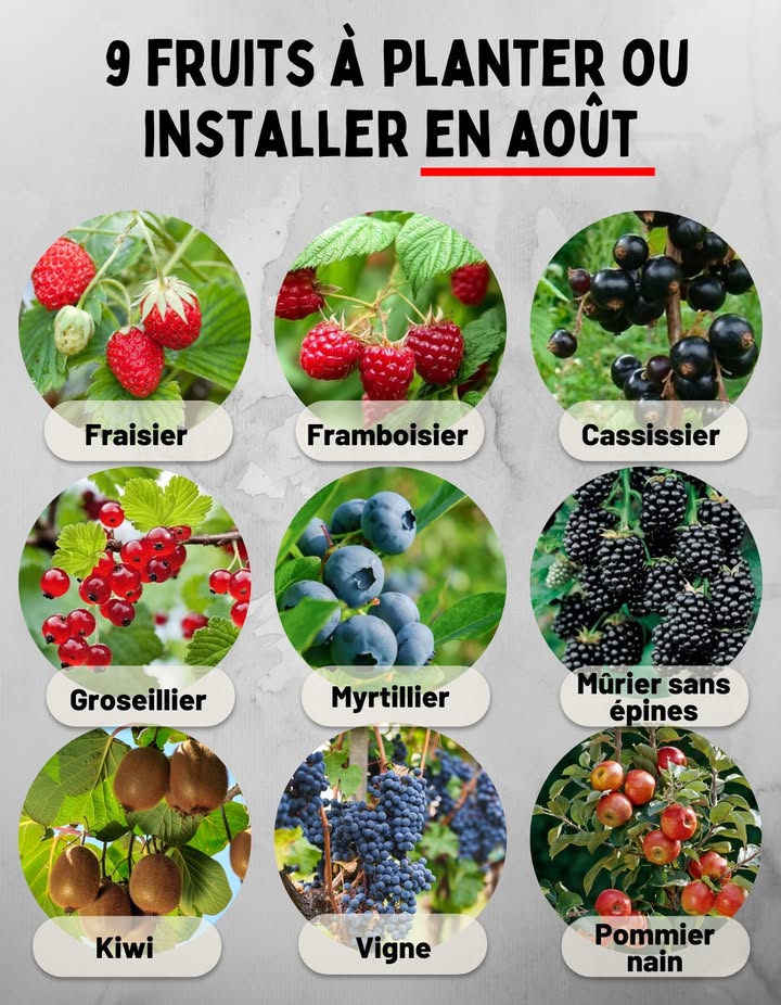 9 fruits à planter ou installer en août
1. Fraisier  Idéal à planter en fin dété pour récolte lannée suivante.
2. Framboisier  Planter les variétés remontantes pour deux récoltes par an.
3. Cassissier  Arbuste fruitier rustique et productif.
4. Groseillier  Apprécie les sols frais et bien drainés.
5. Myrtillier  Demande un sol acide et léger.
6. Mûrier sans épines  Donne de gros fruits sucrés.
7. Kiwi  Planter en situation ensoleillée et abritée.
8. Vigne  Préférer un emplacement chaud et ensoleillé.
9. Pommier nain  Adapté aux petits jardins et terrasses.
 Astuce : Arroser généreusement à la plantation et pailler pour conserver lhumidité.