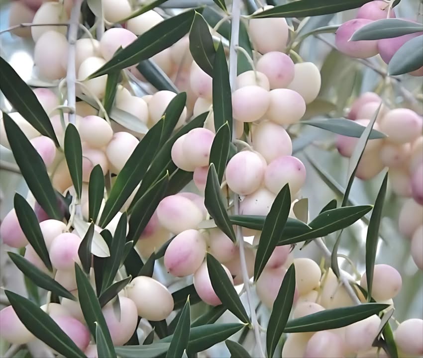 㮝 Leucolea : lancienne olive blanche de Calabre que peu de gens connaissent

Une rareté botanique et sacrée au cœur des traditions méditerranéennes.

 Originaire de Rossano, en Calabre, la leucolea du grec leukos, blanc est une variété dolive ancestrale et unique par la couleur de ses fruits : même à pleine maturité, les drupes restent blanches nacrées

 Autrefois répandue à lépoque de la Grande-Grèce, on la retrouvait autour des monastères basilien où elle était cultivée avec soin

 Contrairement aux autres olives qui deviennent noires à maturité, la leucolea ne produit pas danthocyanines
 le fruit perd sa chlorophylle, mais ne se colore pas : cest ce qui rend cette olive si exceptionnelle

 En Calabre, elle survit encore à létat sauvage et symbolise un patrimoine agricole et spirituel précieux

 Lhuile tirée de cette olive rare, appelée  huile chrismale , était utilisée lors :
 des sacrements religieux baptême, confirmation, onction des malades
 des couronnements impériaux byzantins
 de lonction des prêtres

 Une olive rare, sacrée, témoin vivant dun héritage millénaire à préserver avec soin