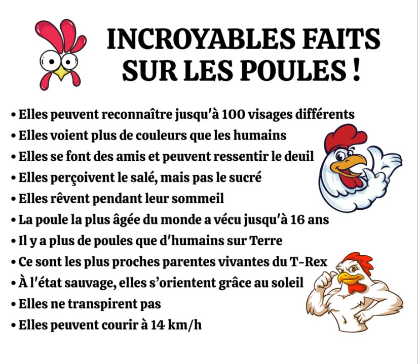 Les poules : bien plus que de simples animaux de ferme

Des créatures intelligentes, sociales et étonnantes, pleines de surprises naturelles !

 Reconnaissent jusquà 100 visages
 Voient plus de couleurs que les humains
 Forment des liens profonds et pleurent la perte de leurs compagnons
 Font des rêves pendant leur sommeil
 Naviguent en milieu naturel grâce au soleil
 Sont les descendantes directes du T-Rex
 Courent jusquà 9 km/h
 Peuvent vivre jusquà 16 ans

 Un merveilleux mélange entre instinct sauvage et prouesse évolutive