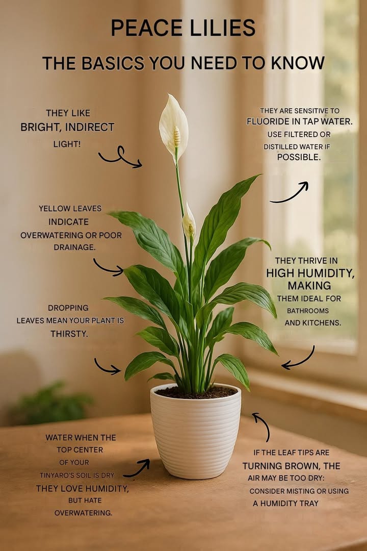 Peace Lily Care  Keep Your Plant Happy and Glowing All Year 

The peace lily Spathiphyllum is a graceful indoor plant that not only beautifies your space but also cleans the air. Heres how to help it thrive:

 Bright, indirect light is ideal
 Use filtered or distilled water  its sensitive to fluoride
 Yellow leaves? Thats usually overwatering or poor drainage
 Drooping leaves? Its thirsty and needs water right away
 Water when the top 1 cm of soil feels dry
 Loves humidity but dislikes soggy roots
 Perfect for kitchens and bathrooms
 Brown tips? The air is too dry  mist the leaves often

 Gentle care, vibrant foliage, and a touch of green elegance all year long
