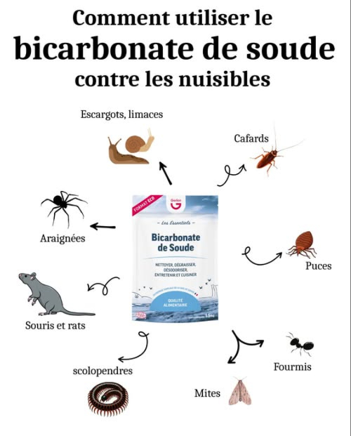 Utiliser le bicarbonate de soude contre les nuisibles 聯

荒 Cafards
Mélanger du bicarbonate et du sucre à parts égales.
Saupoudrer derrière les appareils et le long des plinthes.

裂 Puces
Mélanger du bicarbonate et du sel.
Saupoudrer sur les tapis et couchages, laisser agir, puis aspirer.

 Fourmis
Mélanger du bicarbonate et du sucre glace.
Saupoudrer près des zones de passage.

曆 Mites
Placer une boîte ouverte de bicarbonate dans les placards ou les penderies.

 Souris et rats
Mélanger du bicarbonate et de la farine.
Déposer le mélange près des trous ou traces de passage.

 Araignées
Pulvériser une solution de bicarbonate dilué dans de leau dans les coins et fissures.

 Escargots, limaces et scolopendres
Saupoudrer directement sur les zones dinfestation pour les dessécher naturellement.

 Astuce écologique
Sans danger pour les enfants et les animaux, le bicarbonate est une alternative naturelle aux produits chimiques.

 Un allié simple, économique et efficace pour une maison saine et sans nuisibles.