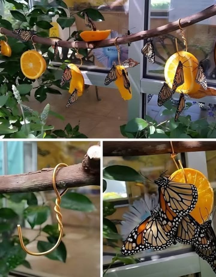 曆 Fabrique une mangeoire à papillons simple pour attirer ces merveilles dans votre jardin 

1 Prenez une branche de vigne en bois, en laissant quelques rameaux pour servir de support naturel aux fruits.
2 Utilisez du fil de cuivre épais pour former des crochets espacés denviron 15 cm le long de la branche.
3 Coupez des fruits en morceaux et suspendez-les aux crochets.
4 Les fruits bien mûrs, voire trop mûrs, sont idéals pour attirer les papillons.

 Une touche rustique, naturelle et poétique pour faire danser les ailes colorées dans votre jardin.