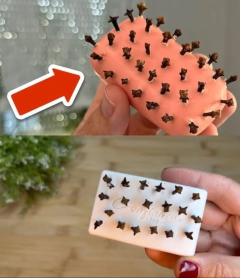 識 Le secret de grand-mère : pourquoi elle met un savon aux clous de girofle dans chaque pièce ! 烈

 Clous de girofle : répulsif naturel puissant
Ils éloignent moustiques, fourmis, mites et autres insectes  sans produits chimiques.

1 Savon aux clous de girofle
 Prendre un savon en barre.
 Piquer environ 30 clous de girofle dessus.
 Placer près des fenêtres, dans la salle de bain ou les placards.
 Protège des insectes et parfume agréablement la maison.

2 Spray clous de girofle & vinaigre
 1 verre deau chaude
 1 verre de vinaigre blanc
 3 c. à s. de clous de girofle
Mélanger dans un pulvérisateur, agiter et vaporiser sur plinthes, recoins, plans de travail ou même dans le frigo.
 Répulsif  nettoyant avec une odeur fraîche.

3 Désodorisant multi-usages au clou de girofle
 Faire bouillir 150 ml deau avec une poignée de clous de girofle.
 Laisser refroidir, verser dans un spray avec :
 34 c. de vinaigre dalcool
 200 ml dalcool
 50 ml dassouplissant
Pulvériser sur meubles, rideaux, portes
 Chasse insectes rampants et volants tout en parfumant la maison.

 Astuce approuvée par les grands-mères : simple, écologique, économique et terriblement efficace !