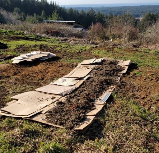 Le carton au jardin : une solution naturelle et efficace

Le carton brun ondulé est une excellente alternative écologique pour étouffer les mauvaises herbes tout en enrichissant le sol. En superposant deux couches sur des herbes coupées, puis en recouvrant de compost, terre ou paillis, on crée une barrière biodégradable et nourrissante.

 Ce quil faut faire
 Utiliser uniquement du carton brun non coloré.
 Retirer toutes les agrafes, rubans adhésifs et étiquettes.
 Éviter les cartons brillants ou plastifiés.

 Autres options possibles
 Journaux en noir et blanc uniquement.
 Sacs en papier kraft avec encre noire.

 Avantages
 Réduit les mauvaises herbes sans produits chimiques.
 Améliore la structure du sol en se décomposant.
 Favorise la vie microbienne bénéfique.

 Respectez ces précautions et le carton deviendra un allié puissant pour votre potager éco-responsable.