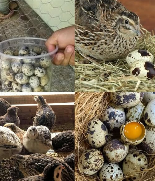 Conseils essentiels pour élever des cailles et récolter leurs œufs 讀
Une solution pratique, économique et peu encombrante pour des œufs frais toute lannée !

 1. Pourquoi élever des cailles
 Moins despace et de nourriture quune poule
 Jusquà 300 œufs/an par caille
 Œufs considérés comme un mets délicat

 2. Conditions de base
 1 m minimum par caille
 Cage fermée avec toit imperméable
 Alimentation riche en protéines 20 % : grains, riz, fruits, légumes
 Supplément de calcium : coquilles dœufs ou dhuîtres broyées
 1416 h de lumière/jour pour stimuler la ponte

喙 3. Entretien et soins
 Nettoyage régulier des cages
 Nids confortables : foin ou copeaux
 Bonne aération, calme et sécurité
 Surveillance des signes de stress ou maladie

 4. Meilleures races
 Caille japonaise : très bonne pondeuse
 Caille pygmée : petite, facile à élever

讀 5. Ponte
 Ponte dès 68 semaines
 150 à 300 œufs/an
 Déclin après 9 mois

 6. Astuces supplémentaires
 Limiter lespace autour des mangeoires
 Récolte quotidienne des œufs
 6 cailles = 1 poule en espace

 Conclusion
Lélevage des cailles est idéal pour obtenir des œufs frais avec un minimum despace et defforts.
#ÉlevageDeCailles #ŒufsDeCaille #AutonomieAlimentaire