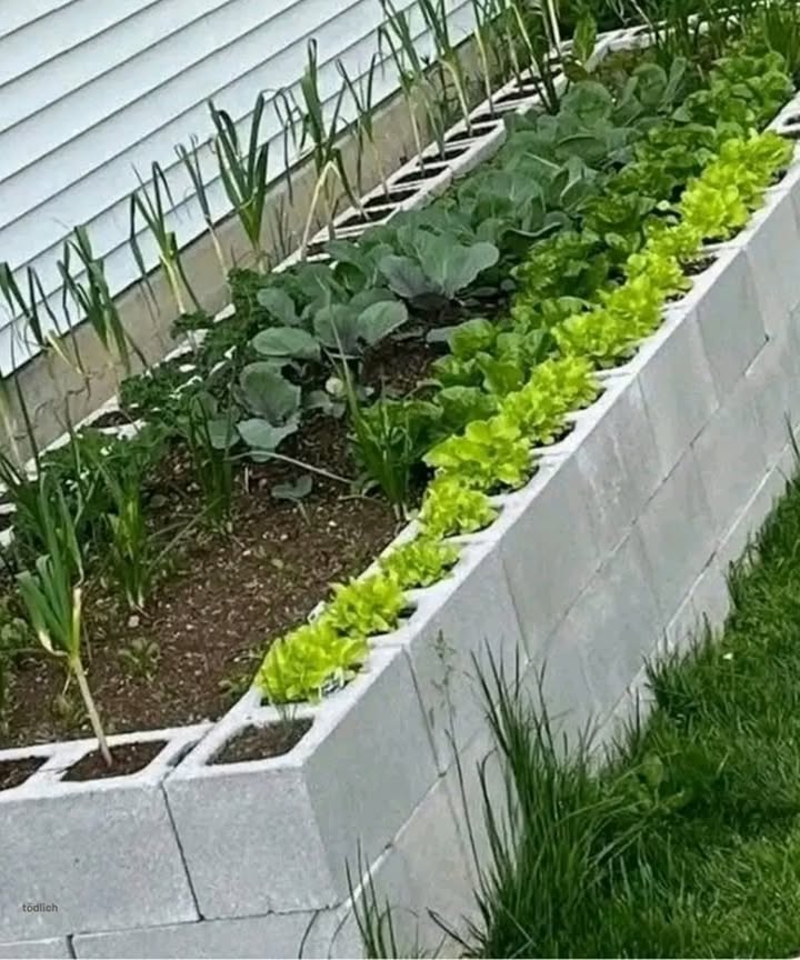My DIY Concrete Block Raised Bed  Smart, Sturdy, and Super Simple! 

I built this raised garden bed using concrete blocks, and its been a game changer! I planted herbs and petunias in every opening to help keep pests away naturally, and I covered the soil with black weed barrier fabric to make maintenance a breeze.

The layout is super organized, watering is effortless, and my veggies  juicy tomatoes and crisp cucumbers  are thriving.

Honestly, this is the easiest and most rewarding vegetable garden Ive ever made! 勒