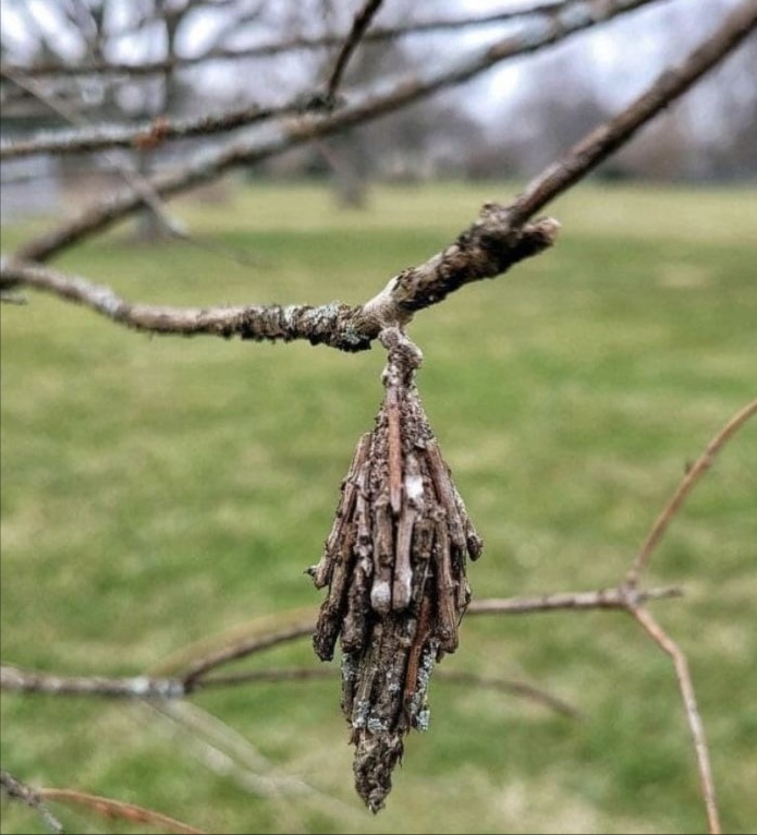 Conseil dun arboriste : si tu vois ceci suspendu à ton arbre, enlève-le avant le printemps

Ce cocon est un nid de chenilles processionnaires, rempli de centaines dœufs prêts à éclore.

 En cas déclosion :
 Les larves peuvent dévaster le feuillage de ton arbre et de ceux à proximité
 Elles sattaquent surtout aux arbres à feuillage persistant, mais peuvent infester presque toutes les essences

 Agis avant le printemps :
 Retire et détruis ces cocons avec précaution
 Utilise des gants et masque  leurs poils sont irritants

 Une petite action préventive pour protéger ton jardin de dégâts majeurs