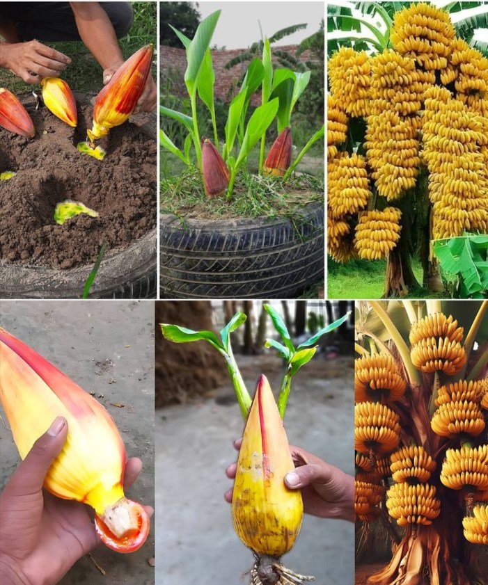 Cultiver un bananier à partir dune fleur de bananier 

 Une méthode fascinante pour transformer une simple fleur en arbre fruitier.

 Avantages :
 Croissance maîtrisée
 Qualité garantie dès le départ
 Expérience de jardinage gratifiante

 Matériel :
 Fleur de bananier saine
 Pot avec bon drainage
 Terre riche et légère
 Hormone denracinement optionnelle
 Eau, sac plastique ou mini serre
 Lumière indirecte

華 Étapes :
1 Choisir une fleur saine, issue dun bananier mature
2 Remplir un pot de terre bien drainée
3 Appliquer de la cannelle ou une hormone denracinement
4 Planter la fleur en la maintenant stable
5 Arroser sans excès, sol humide mais jamais détrempé
6 Créer un effet serre avec un sac plastique
7 Placer à la lumière indirecte
8 Contrôler régulièrement lhumidité
9 Replanter en pot plus grand ou au jardin quand la plante est bien enracinée
 Entretenir avec arrosages réguliers, lumière filtrée et engrais doux

 Un procédé naturel, décoratif et productif pour enrichir le jardin avec un bananier issu directement dune fleur.