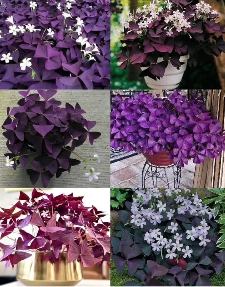 Oxalis triangularis : élégance facile à cultiver
Une touche de violet pour égayer vos coins ombragés.

 Plante herbacée vivace au feuillage décoratif et aux fleurs roses ou blanches
 Floraison abondante au printemps et en été
 Adaptée à la culture en intérieur ou en extérieur
 Préfère les zones ombragées et les climats doux
 Ne supporte pas les extrêmes de température
 Arrosage modéré : trop deau peut entraîner la pourriture
 Aime les sols bien drainés
 Un apport dengrais une fois par mois suffit

 Peu exigeante, décorative et parfaite pour apporter une note originale à votre maison ou balcon.
