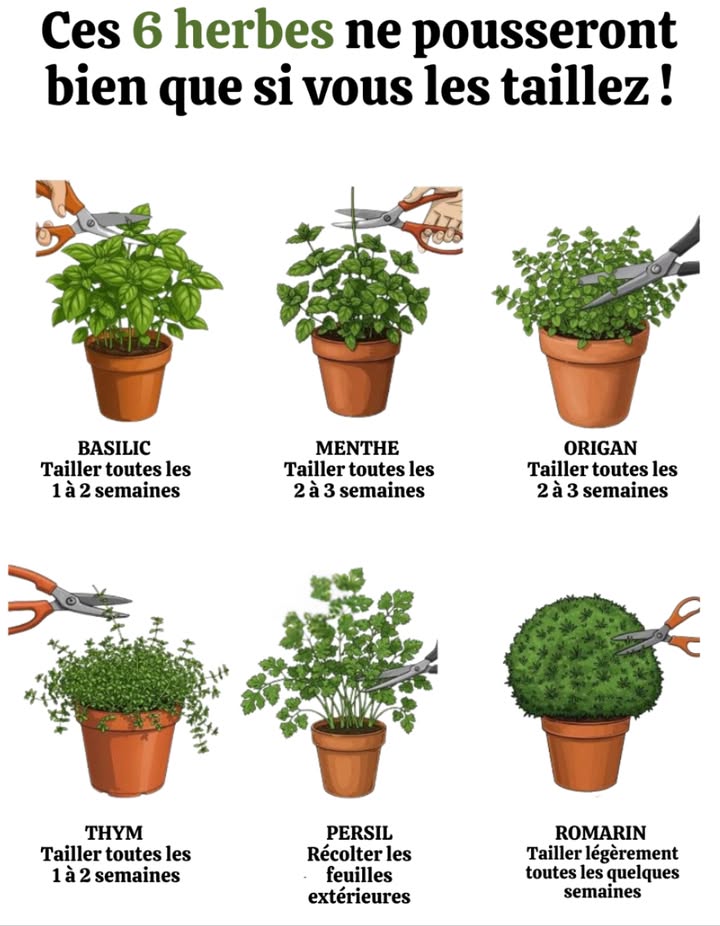 Ces 6 herbes ne pousseront bien que si vous les taillez 

1 Basilic  Taille toutes les 1 à 2 semaines : stimule la ramification et évite la floraison qui altère le goût.
2 Menthe  Taille toutes les 2 à 3 semaines : contrôle lexpansion et garde une saveur intense.
3 Origan  Taille toutes les 2 à 3 semaines : favorise un feuillage dense et aromatique.
4 Thym  Taille toutes les 4 à 6 semaines : coupez après floraison pour régénérer la plante.
5 Persil  Récoltez toujours les feuilles extérieures : assure une production continue.
6 Romarin  Taillez toutes les quelques semaines : garde la plante compacte et vigoureuse.

 Astuce : une taille régulière maintient la santé, la saveur et la productivité de vos herbes toute lannée.