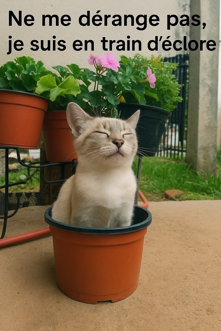 Cest ma saison pour briller