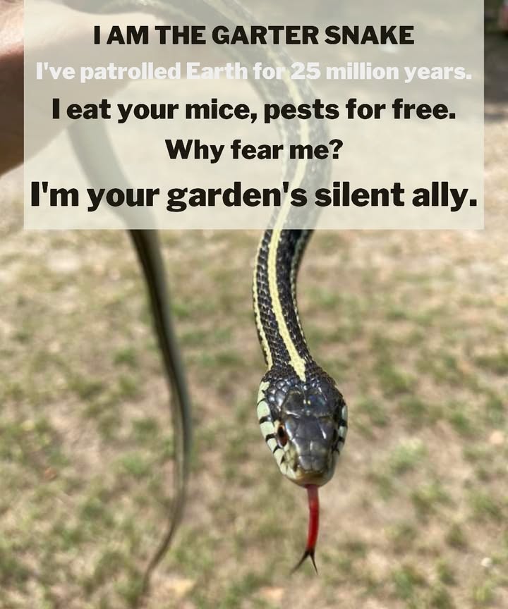 GARTER SNAKES: Natures Pest Control Squad!

Free pest removal: Eats 100 slugs, grubs, and mice yearly!

No chemicals neededjust natural pest control.

Keeps rat populations down and prevents aphid outbreaks.

 ECOSYSTEM HEROES:

Food for hawks, owls, and foxes.

Spreads seeds and controls invasive species.

Thrives in compostyour natural soil aerator!

 HARMLESS & SHY:

Non-venomous and strikes only if threatened.

Loves hiding in mulch and logs.

 THREATENED BY FEAR:

Killed by lawnmowers and habitat loss.

Mistaken for venomous snakeshelp spread awareness!

 PROTECT YOUR GARDEN GUARDIANS:

1. Stop pesticides!

2. Leave log piles or rock walls for shelter.

3. Teach kids Im a friend, not a foe!

4. Check compost before digging.

5. If you see me, smileyour garden is healthy!

Your garden doesnt need poisonit needs life!