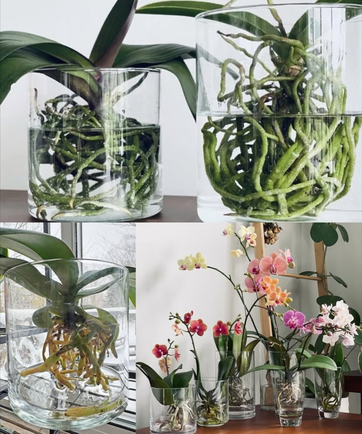 Cultiver des orchidées dans leau : beauté et originalité 

Les orchidées sont des plantes dintérieur élégantes et délicates. La culture en hydroponie permet dadmirer leurs racines et leurs fleurs tout en évitant la pourriture des racines.

 Hydroponie des orchidées
 Alterner 2 jours dimmersion dans leau et 5 jours de séchage
 Idéal pour les orchidées aux racines fragiles ou pour les plantes abîmées qui ont besoin de refleurir
 Reproduit le mode de croissance naturel de la plante à létat sauvage

 Récipient idéal
 Grand vase en verre ou plastique transparent
 Forme arrondie et col étroit pour maintenir la tige bien droite
 Éviter les matériaux qui laissent des dépôts calcaires

 Préparation de la plante
 Retirer la terre, la mousse ou les résidus des tiges
 Nettoyer les racines et couper les parties abîmées avec des ciseaux stériles
 Désinfecter avec de leau oxygénée et saupoudrer de cannelle
 Placer des billes dargile au fond pour éviter la pourriture

 Eau pour lhydroponie
 Utiliser de leau non calcaire : minérale ou eau de pluie reposée
 Changer leau chaque semaine pour préserver la santé de la plante

 Entretien et floraison
 Lumière moyenne et indirecte
 Température nocturne autour de 8 C pour stimuler la floraison
 Observer les racines se développer pendant la floraison, un spectacle original pour lintérieur

 La culture hydroponique transforme les orchidées en un tableau vivant, révélant racines et fleurs dans un vase élégant, avec un soin simple et efficace