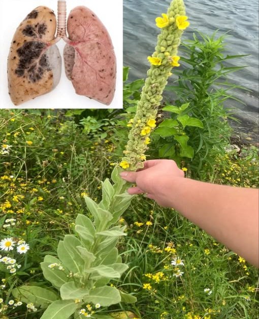 Le bouillon-blanc : un trésor naturel qui pousse partout

Utilisé depuis des siècles dans la médecine traditionnelle, le bouillon-blanc verbasco est une plante sauvage précieuse pour apaiser la toux, la bronchite, lasthme et la congestion pulmonaire.

 Bienfaits respiratoires

Toux sèche ou grasse
Bronchite et asthme
Congestion pulmonaire
Maux de gorge et laryngite
Infections des sinus
Toux du fumeur
Fatigue post-COVID
BPCO et emphysème soulagement des symptômes
Oppression thoracique et respiration difficile

Action double : dégage le mucus tout en apaisant les tissus irrités.

 Reconnaître le bouillon-blanc

Première année : rosette de grandes feuilles douces et duveteuses
Deuxième année : tige florale pouvant atteindre 2 mètres, ornée de fleurs jaunes
Feuilles épaisses, gris-vert, recouvertes dun léger duvet
Plante de plein soleil, typique des sols secs et ouverts

 Récolte et conservation

Feuilles : du printemps au début de lautomne première année
Fleurs : en été, pendant la floraison
Séchage : à lombre, en fine couche, puis conservation dans un bocal hermétique à labri de la lumière
Cueillir uniquement dans des zones propres, loin des routes et des traitements chimiques

 Utilisations pour les poumons

Infusion : 1 c. à soupe de feuilles ou fleurs séchées, infusion 10 à 15 min, bien filtrer. Jusquà 3 tasses par jour.
Inhalations : feuilles dans de leau bouillante, respirer la vapeur 5 à 10 min.
Teinture : 1 à 2 pipettes diluées dans un peu deau, jusquà 3 fois par jour.
Huile : fleurs séchées macérées 2 à 4 semaines dans de lhuile dolive, à appliquer sur la poitrine ou le dos.

Peut être associé au thym, à la réglisse ou à linule pour renforcer ses effets.

 Remarque importante

Le bouillon-blanc est une plante sûre et non toxique, mais ne remplace pas un traitement médical. En cas de troubles persistants, un avis médical est recommandé.