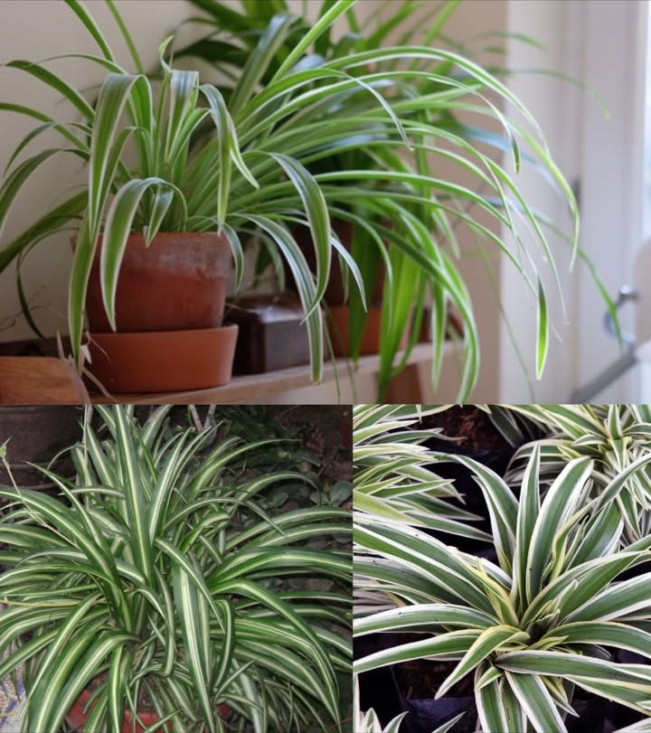 Chlorophytum Comosum : la plante araignée que valait de lor pour nos grands-mères 

 Originaire dAfrique, ce joyau vert au feuillage retombant purifie lair et embellit chaque recoin, même sans soleil direct.

 Ses secrets bien gardés :
 Résiste à la lumière faible et au froid jusquà -2 C
 Dépolluante naturelle : absorbe toluène, formaldéhyde, xylène et benzène
 Pousse en touffes jusquà 50 cm, à partir dun tubercule charnu

華 Conseils de culture :
 Lumière indirecte 
 Arrosage modéré 
 Terre riche, drainée, pH 6 à 7,5
 Fertilisation naturelle : cendres, coques de riz, coquilles dœuf, banane, fibre de coco 便

 Multiplication facile :
 Sépare les jeunes touffes enracinées
 Mets-les dans un verre deau : racines en 11 jours
 Puis rempote-les et regarde-les grandir 

 Protection naturelle :
 Spray maison à lhuile de neem contre les acariens :
1 L deau  1-2 c. à c. dhuile de neem  1 c. à c. de savon doux
 Pulvérise tous les 15 jours en prévention, tous les 7 jours en cas dattaque

 Une plante à chérir pour sa beauté, sa robustesse et ses bienfaits invisibles.