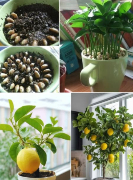 Planter une graine de citron dans une tasse purifie lair et parfume naturellement la maison 
Un petit citronnier dintérieur apporte fraîcheur, beauté et neutralise les mauvaises odeurs humidité, poisson.

 Bienfaits du citron :
 Riche en vitamines B1, B2, B3, B6, C et P
 Antibactérien et antifongique
 Déodorant naturel efficace

華 Étapes simples :
 Extraire 5 à 10 graines entières de citron
 Les tremper dans un verre deau quelques jours
 Conserver celles qui senfoncent au fond
 Sécher avec un essuie-tout
 Remplir une tasse de terre noire légèrement humide
 Disposer les graines en cercle et recouvrir dune fine couche de terre
 Vaporiser matin et soir
 Observer les germes entre 9 et 15 jours
 Repiquer dans des pots individuels quand les plants sont développés

 En 6 à 7 mois, la plante peut atteindre jusquà 1,5 m de hauteur.
Une solution naturelle, décorative et efficace pour une maison plus saine.