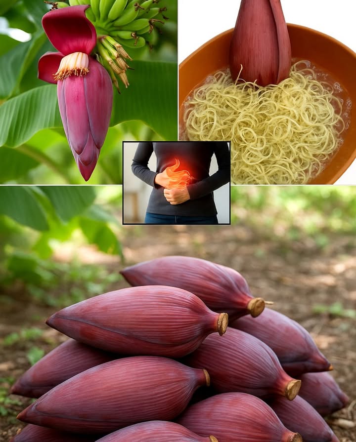5 Bienfaits de la Fleur de Banane pour ta Santé 
1. 例 Soulage les crampes musculaires
Grâce à sa richesse en potassium, elle détend les muscles et prévient les crampes, surtout après leffort ou en période de récupération.
2.  Protège le cœur
Sa teneur en fibres et en antioxydants réduit le mauvais cholestérol et renforce le système cardiovasculaire.
3.  Combat linflammation
Propriétés anti-inflammatoires efficaces contre les douleurs articulaires et intestinales.
4. 喝 Régule la glycémie
Aide à stabiliser le taux de sucre dans le sang, bénéfique pour le diabète de type 2.
5.  Soutient la santé féminine
Traditionnellement utilisée pour réguler le cycle menstruel et stimuler la lactation.
北 Comment la consommer :
 Cuite dans des ragoûts ou soupes
 Sautée avec ail et oignon
 En infusion douce : 7 fleurs dans de leau chaude, infuser 10 min  1 fois par jour pendant 9 jours