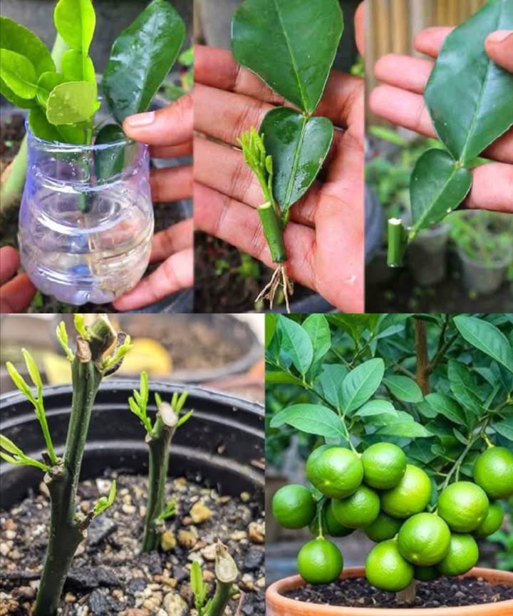 Propager un limonier à partir dune simple bouture de feuille 

Une méthode express et naturelle pour faire pousser ton propre citronnier chez toi, sans greffe ni pépin.

1 Prélever une bouture verte de 20 cm en mars, avec un couteau bien aiguisé et désinfecté. Faire une coupe en biais.
2 Couper une bouteille plastique à 12 cm de la base et remplir deau.
3 Frotter une gousse dail sur le bord du récipient, puis y placer la bouture.
4 Laisser dans leau pendant 2 mois jusquà lapparition des premières racines. Changer leau et patienter encore 2 mois.
5 Lorsque de nouvelles feuilles apparaissent après 4 à 5 mois, planter dans un pot avec un terreau humide.
6 Arroser régulièrement et pailler pour protéger les racines.
7 Transplanter après un an si la plante sest bien développée.

 Une technique simple, économique et efficace pour un citronnier maison plein de vitalité.