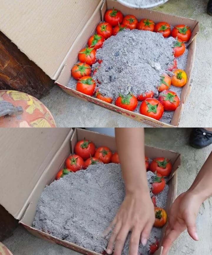 Keeping Tomatoes Fresh with Wood Ash

Wood ash works as a natural preservative: it absorbs moisture, limits air circulation, and protects against rot and pests.

It also keeps tomatoes from touching each other, which reduces spoilage.

No fridge, power, or chemicals neededjust ash, a box, and a cool dry place.

What Youll Need

Firm, ripe tomatoes without cracks or spots

Dry, clean wood ash from untreated wood

A sturdy container or cardboard box

A dark, cool, dry storage spot

Steps

1. Wipe tomatoes clean, but dont wash with water.

2. Add a layer of ash 12 inches to the bottom of the container.

3. Place tomatoes stem side up, not touching.

4. Cover completely with more ash.

5. Repeat layers if needed, finishing with ash on top.

6. Store in a pantry, cellar, or cupboard.

How Long They Last

Usually 24 months, sometimes up to 5.

Tomatoes stay firm and keep their fresh taste.

Extra Tips

Check regularly and replace ash if damp.

Remove any spoiled fruit immediately.