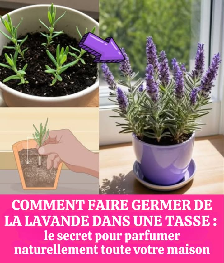 Faites pousser de la lavande dans une tasse : le secret pour parfumer naturellement toute la maison 

La lavande, plante méditerranéenne au parfum doux et purifiant, embellit votre intérieur tout en offrant des bienfaits thérapeutiques : antimicrobienne, apaisante, cicatrisante… Elle est parfaite pour décorer, purifier lair et dire adieu aux désodorisants artificiels.

華 Propagation par bouturage
 Prélevez une tige verte de 10 à 15 cm dune plante saine, juste sous un nœud
 Retirez les feuilles de la base et appliquez de lhormone de bouturage optionnel
 Plantez dans un substrat drainant, arrosez légèrement
 Couvrez dun plastique sans toucher les feuilles pour conserver lhumidité
 Placez dans un endroit lumineux mais sans soleil direct
 Après 4 à 6 semaines, vérifiez lenracinement
 Replantez dans un pot plus grand ou au jardin quand les gelées sont passées
 Donnez du soleil et arrosez avec modération

 Faire germer des graines dans une tasse
 Faites une stratification à froid : 3 semaines au frigo dans un sachet avec terreau humide
 Plantez à 0,5 cm de profondeur dans une tasse avec bon drainage
 Gardez la terre humide, à 21 C, avec lumière indirecte
 Couvrez avec du plastique transparent pour conserver lhumidité
 Replantez après 4 à 6 semaines quand les vraies feuilles apparaissent
 Utilisez un terreau enrichi et exposez à 6 h de soleil direct par jour

 Astuces pour une lavande épanouie
 Arrosage modéré, sans excès deau
 Bonne aération pour éviter les maladies
蝹 Terre bien drainée pour prévenir la pourriture des racines
 Taille régulière pour stimuler croissance et floraison

 Un parfum naturel, un charme rustique, et un coin de Méditerranée chez vous, tout ça dans une simple tasse !
