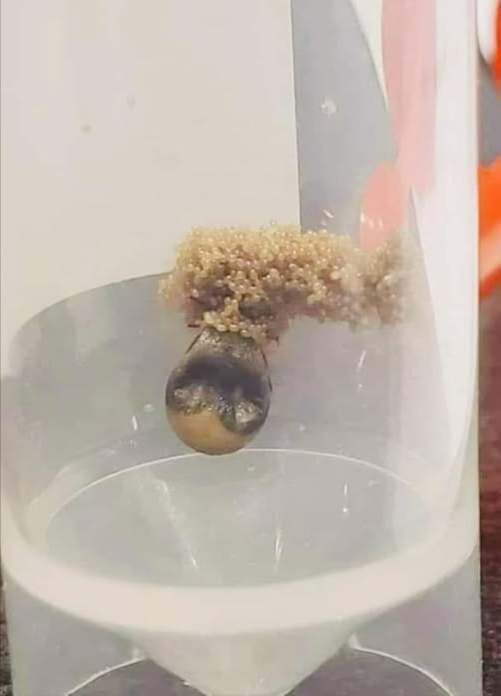 Conseil dun jardinier local

Une tique, conservée plusieurs mois dans un récipient fermé sans nourriture, a tout de même pondu des œufs. Ce fait illustre la capacité de ces parasites à rester longtemps inactifs et la quantité impressionnante dœufs quune femelle peut produire.

 Avec lautomne, les tiques redeviennent actives, doù limportance de maintenir les mesures préventives. Un petit amas de billes gélatineuses trouvé dans le jardin correspond souvent à des œufs prêts à éclore.

 Ils doivent être détruits immédiatement, soit en les brûlant, soit en les plongeant dans de lalcool isopropylique.
 Il est indispensable de porter des gants : un nid contient plusieurs centaines dœufs susceptibles déclore en quelques semaines.

Les tiques représentent un danger réel, et leurs piqûres constituent un risque pour la santé ainsi que pour la sécurité au jardin.