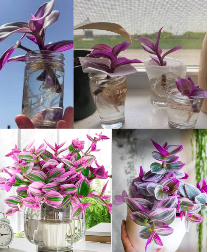 Cultiver la Tradescantia Nanouk dans lEau : Guide Complet et Sans Terre

Une méthode simple et décorative pour profiter du feuillage coloré de cette plante sans pot de terre :

1 Choisir les bons boutures
Prélevez des tiges saines avec des feuilles vigoureuses. Coupez juste sous un nœud à laide de ciseaux propres.

2 Préparer les tiges
Retirez les feuilles inférieures. Facultatif : trempez la base dans une hormone denracinement pour stimuler la pousse.

3 Placer dans leau
Utilisez un récipient transparent rempli deau propre à température ambiante. Seuls les nœuds doivent être immergés, pas les feuilles.

4 Créer un bon environnement
Exposez à une lumière vive indirecte, jamais en plein soleil. Maintenez une température stable entre 18 et 24 C.

5 Entretenir leau
Changez leau tous les 5 à 7 jours. Privilégiez une eau filtrée ou distillée pour éviter les résidus chimiques.

6 Surveiller les racines
Les premières racines apparaissent sous 1 à 2 semaines. Attendez quelles atteignent 2 à 5 cm avant un éventuel rempotage.

7 Transplantation possible
Si vous optez pour la terre, utilisez un substrat bien drainant. Recouvrez bien les racines et stabilisez la plante.

8 Culture en eau sur le long terme
La Tradescantia Nanouk peut vivre indéfiniment dans leau. Apportez une lumière indirecte, changez leau régulièrement et fertilisez une fois par mois avec un engrais liquide dilué.

 Un entretien minimal pour un effet maximal : feuillage éclatant et croissance continue.
