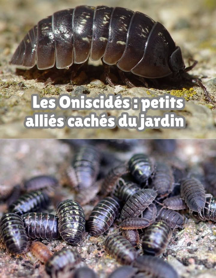 Les Oniscidés : petits alliés cachés du jardin 

Souvent découverts sous une pierre ou un objet humide, les porcellions Oniscidés ne sont pas des nuisibles mais de précieux nettoyeurs naturels.

 Ce sont des crustacés terrestres, proches des isopodes
 Leur rôle : éliminer les métaux lourds toxiques du sol mercure, cadmium, plomb
 Ils participent à la dépollution de la terre et des nappes phréatiques
 Indispensables pour maintenir léquilibre naturel des sols

 Ne les écrasez pas, ne les chassez pas : ces petits insectes sont les gardiens silencieux de la santé de votre jardin.