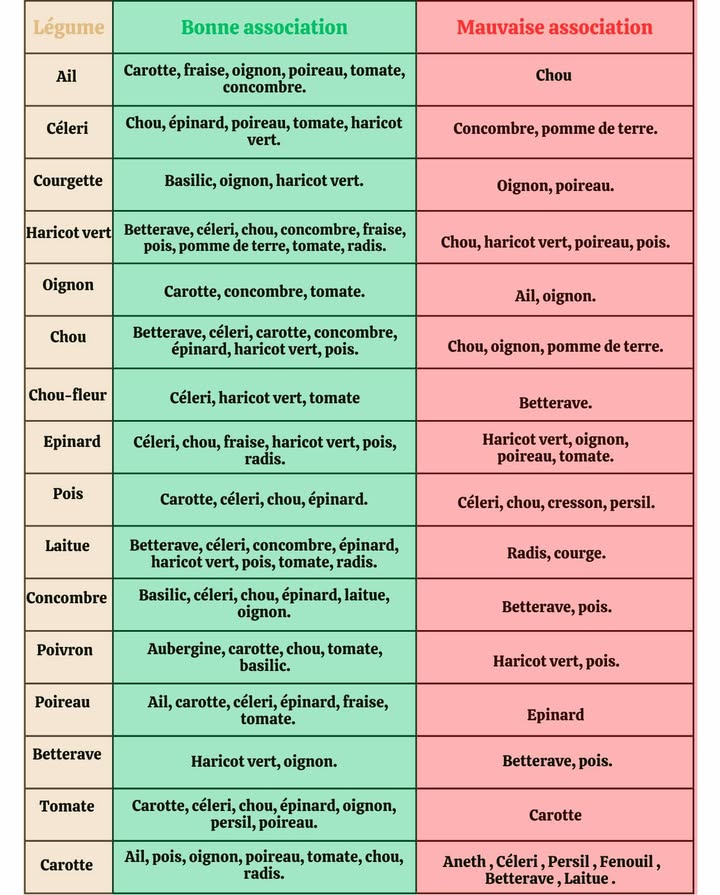 Les bonnes et mauvaises associations de légumes au potager 
Lassociation des légumes est une méthode traditionnelle qui permet de stimuler la croissance, éloigner les parasites et réduire les maladies. Certaines plantes sentraident, tandis que dautres entrent en compétition. Connaître ces combinaisons est la clé dun potager équilibré et fertile.
________________________________________
 Bonnes associations
 Ail  carotte, fraise, oignon, poireau, tomate, concombre.
 Céleri  chou, épinard, poireau, tomate, haricot vert.
 Courgette  basilic, oignon, haricot vert.
 Haricot vert  betterave, céleri, chou, concombre, fraise, pois, pomme de terre, tomate, radis.
 Oignon  carotte, concombre, tomate.
 Chou  betterave, céleri, carotte, concombre, épinard, haricot vert, pois.
 Chou-fleur  céleri, haricot vert, tomate.
 Épinard  céleri, chou, fraise, haricot vert, pois, radis.
 Pois  carotte, céleri, chou, épinard.
 Laitue  betterave, céleri, concombre, épinard, haricot vert, pois, tomate, radis.
 Concombre  basilic, céleri, chou, épinard, laitue, oignon.
 Poivron  aubergine, carotte, chou, tomate, basilic.
 Poireau  ail, carotte, céleri, épinard, fraise, tomate.
 Betterave  haricot vert, oignon.
 Tomate  carotte, céleri, chou, épinard, oignon, persil, poireau.
 Carotte  ail, pois, oignon, poireau, tomate, chou, radis.
________________________________________
 Mauvaises associations
 Ail  chou
 Céleri  concombre, pomme de terre
 Courgette  oignon, poireau
 Haricot vert  chou, poireau, pois
 Oignon  ail, oignon
 Chou  oignon, pomme de terre
 Chou-fleur  betterave
 Épinard  haricot vert, oignon, poireau, tomate
 Pois  céleri, chou, cresson, persil
 Laitue  radis, courge
 Concombre  betterave, pois
 Poivron  haricot vert, pois
 Poireau  épinard
 Betterave  betterave, pois
 Tomate  carotte
 Carotte  aneth, céleri, persil, fenouil, betterave, laitue
________________________________________
 Conclusion
Bien associer ses légumes est un moyen simple et naturel de renforcer son potager. Les bonnes combinaisons favorisent des récoltes abondantes, tandis que les mauvaises freinent la croissance ou attirent maladies et nuisibles.
 Un potager pensé avec soin = un potager plus productif, sain et écologique