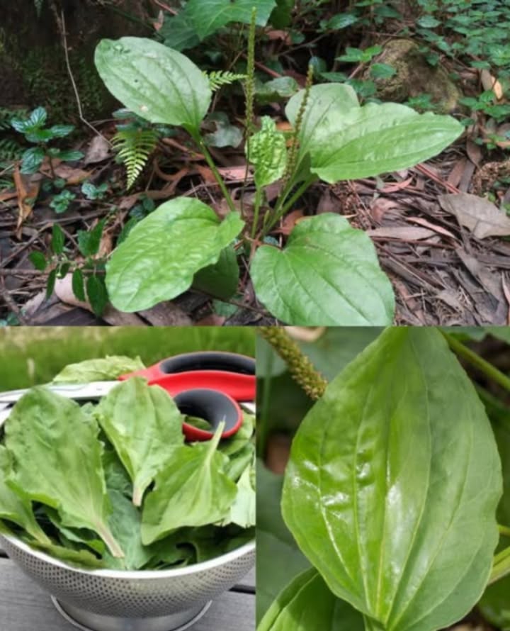 Plantain à Grandes Feuilles Plantago major : Pouvoir Sauvage à Vos Pieds 

Une plante modeste présente sur les trottoirs, dans les jardins et les champs qui cache une véritable pharmacie dans ses feuilles.

 30 Bienfaits Naturels du Plantain
 Extrait les toxines des plaies et des piqûres
 Calme la peau irritée, leczéma et la dermatite
 Arrête le saignement instantanément
 Accélère la cicatrisation des coupures et éraflures
 Apaise la gorge irritée en infusion
 Améliore la digestion et combat la constipation
 Diurétique doux : nettoie reins et voies urinaires
 Soutient le foie dans son processus de détoxication
 Mâché, soulage aphtes et gencives enflammées
 Réduit la fièvre et calme la toux
 Laxatif doux grâce à sa richesse en mucilages
 Combat les champignons sur la peau et les ongles
 Renforce le système immunitaire
 Soulage hémorroïdes et varices
 Idéal contre lacné, les taches et les cicatrices
 Efficace contre les infections nasales en vapeur
 Diminue le cholestérol et aide à la perte de poids
 Anti-inflammatoire interne et externe
 Effet anti-âge grâce à ses antioxydants

 Utilisations Maison du Plantain

 Cataplasme Frais
 Broyer des feuilles propres et appliquer sur plaies ou piqûres
 Couvrir avec une compresse, renouveler toutes les quelques heures

林 Baume Curatif
 Macérer des feuilles sèches dans de lhuile dolive 3-4 semaines
 Filtrer et mélanger avec de la cire dabeille fondue
 Conserver en pots et appliquer sur irritations, brûlures ou éruptions

 Tisane Médicinale
 1 c. à soupe de feuilles sèches ou 2-3 feuilles fraîches par tasse
 Infuser 10-15 minutes
 Apaise la gorge, lestomac, linflammation et la fièvre

醴 Bain de Bouche/Gargarismes
 Utiliser la tisane froide pour calmer gencives et aphtes

 Inhalation de Vapeur
 Feuilles dans de leau bouillante
 Respirer la vapeur pour décongestionner sinus et bronches

 Extrait au Vinaigre
 Feuilles fraîches  vinaigre de cidre
 Laisser reposer 3-4 semaines
 Utiliser comme désinfectant naturel ou tonique interne

龎 Huile Infusée
 Feuilles sèches  huile végétale
 Laisser au soleil 2-4 semaines
 Base parfaite pour baumes et massages

磻 Vert Comestible
 Ajouter des jeunes feuilles à des smoothies, soupes ou omelettes
 Les cuisiner comme des épinards : nutritives et dépuratives

離 Poudre en Capsules ou Masque
 Feuilles sèches réduites en poudre
 Capsules pour digestion, masque pour peau irritée

 Le plantain à grandes feuilles est une médecine vivante qui pousse sous vos pas. Économique, accessible, efficace un véritable cadeau de la nature.