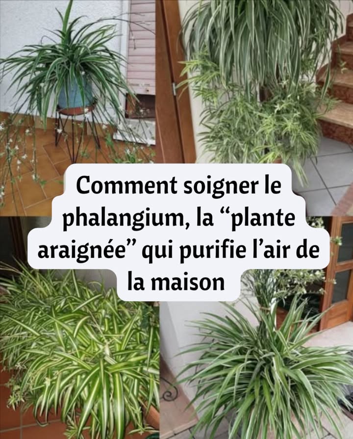 Comment soigner le phalangium, la plante araignée qui purifie lair de la maison 

 Méthode simplifiée pour cultiver le phalangium Chlorophytum comosum

1 Lumière adaptée
Installer la plante dans un espace lumineux avec lumière indirecte. Éviter le soleil direct qui blanchit ou brûle les pointes des feuilles. Les températures fraîches favorisent sa croissance.

2 Arrosage modéré
Garder le sol légèrement humide sans excès. Arroser régulièrement mais sans détremper, afin de maintenir vigueur et santé.

3 Fertilisation
Apporter une fois par mois un engrais naturel ou spécifique aux plantes dintérieur pour soutenir sa vitalité.

4 Entretien
Retirer les feuilles sèches et appliquer occasionnellement de lhuile de neem diluée pour prévenir ou traiter les acariens.

5 Rempotage
Rempoter seulement si les racines deviennent trop serrées. Choisir un pot plus grand et multiplier la plante facilement grâce à ses rejets.

 Avec ces gestes simples, le phalangium reste vigoureux, élégant et purifie lair intérieur avec efficacité.