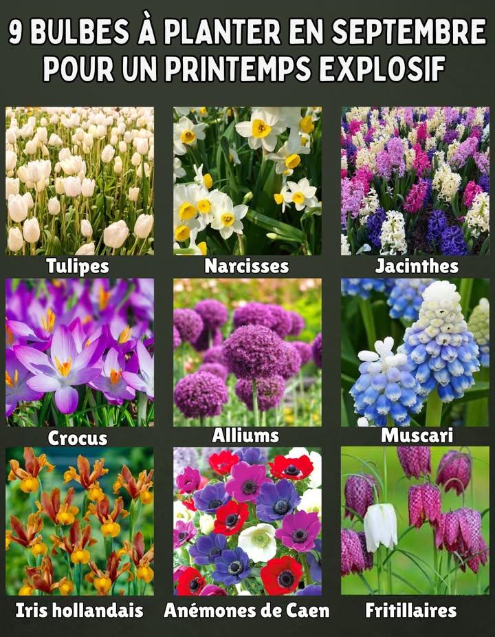 9 bulbes à planter en septembre pour un printemps explosif 

1 Tulipes  Couleurs éclatantes et variétés infinies
2 Narcisses  Jaunes lumineux et faciles à réussir
3 Jacinthes  Parfum puissant et fleurs serrées
4 Crocus  Premiers éclats de couleur dès la fin de lhiver
5 Alliums  Boules violettes spectaculaires
6 Muscari  Petites grappes bleues très résistantes
7 Iris hollandais  Élégants et raffinés
8 Anémones de Caen  Fleurs colorées et légères
9 Fritillaires  Originales et graphiques

 Astuce : plante-les en groupes de 5 à 10 bulbes pour un effet spectaculaire au printemps !
