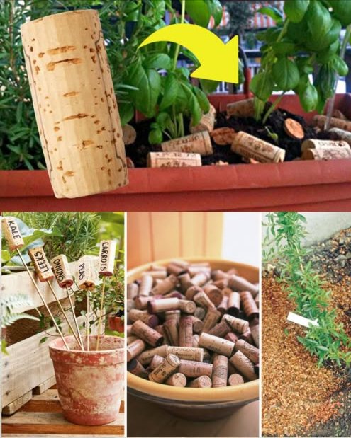 BOUCHONS EN LIÈGE : NE LES JETEZ PAS, METTEZ-LES DANS VOS PLANTES 
Matériel nécessaire :
 Bouchons de liège vin ou champagne
 Ciseaux ou couteau pour les découper
Méthode dutilisation :
1 Préparer le liège : récupérer les bouchons et les couper en petits morceaux.
2 Disposer dans le sol : placer les morceaux de liège sur la terre des pots ou directement au jardin, en les répartissant uniformément autour des plantes.
Bienfaits du liège :
 Nutrition naturelle : le liège se décompose lentement et enrichit le sol.
 Prévention du moisi : limite lapparition de champignons.
 Alternative écologique : solution naturelle sans produits chimiques.
 Conservation de lhumidité : aide à maintenir le sol frais et fertile.
 Résultat : des plantes plus belles et plus saines, un sol de meilleure qualité, tout en respectant lenvironnement et votre budget.