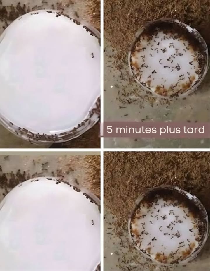En 2 minutes, les fourmis ont trouvé lappât en 5 minutes, le piège était plein 
Voici la recette maison du tue-fourmis ultra efficace et rapide à préparer : 

離 Ingrédients
 1 bouteille vide coupée à 5 cm de hauteur
 5 c. à soupe de bicarbonate de soude
 5 c. à soupe de sucre glace
 3 c. à soupe deau

 Préparation
1 Mélange bien le bicarbonate, le sucre glace et leau jusquà obtenir une pâte homogène.
2 Dépose de petites quantités près des murs, plinthes ou zones fréquentées par les fourmis.
3 Le sucre attire, le bicarbonate agit. Les fourmis mangent et en ramènent à la colonie.
4 Le bicarbonate réagit dans leur estomac acide, créant un gaz quelles ne peuvent pas éliminer.
5 Résultat : élimination progressive et efficace de la colonie entière.

 Le sucre glace est indispensable : les fourmis ne peuvent pas le séparer du bicarbonate = ingestion garantie des deux.

 Une solution maison, discrète, redoutable et sans produits chimiques pour un intérieur sans fourmis.