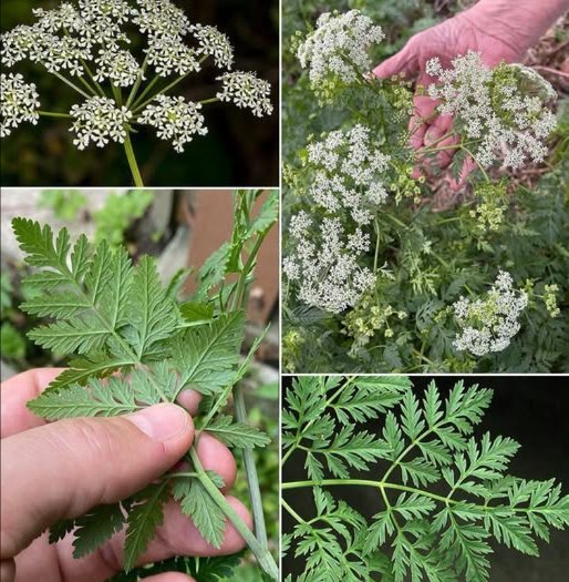 Cette plante, présente presque partout, cache une dangerosité que la plupart méconnaissent
la ciguë tachetée Conium maculatum.
 Caractéristiques principales
 Fleurs : petites, blanches, regroupées en ombelles semblables à celles de la carotte sauvage.
 Feuilles : très découpées, rappelant celles du persil ou de la carotte, avec une odeur désagréable lorsquon les froisse.
 Tiges : souvent striées ou tachetées de rouge/violet.
 Habitat : pousse dans les terrains vagues, bords de routes, fossés, jardins abandonnés.
 Toxicité
 Cest une plante extrêmement toxique feuilles, graines, racines.
 Même en petites quantités, elle peut être mortelle pour lhomme et les animaux.
 Son ingestion provoque des troubles nerveux, respiratoires et cardiaques.
 À ne pas confondre
 Avec le persil, la coriandre, la carotte sauvage ou le céleri qui ont des feuilles proches.
 La différence : la ciguë dégage une odeur désagréable et sa tige est souvent tachetée de violet.
 Si tu la trouves dans ton jardin ou autour, il est recommandé de la retirer avec précaution gants, masque, manches longues et de ne pas la composter.
